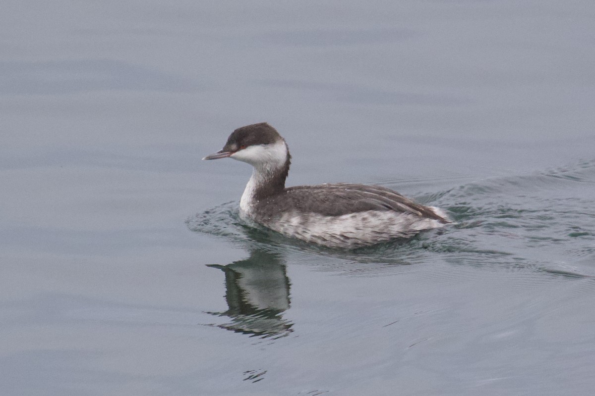 Horned Grebe - ML645408026