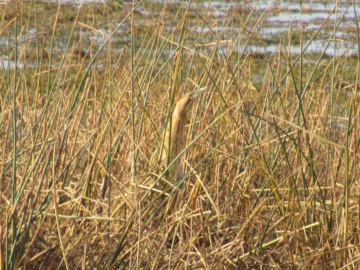 Eurasian Bittern - ML645408027