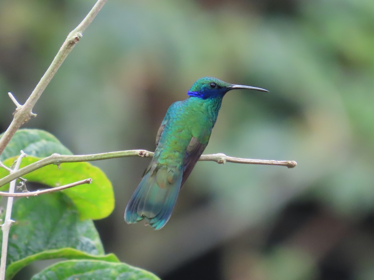 Colibri d'Anaïs - ML645408029