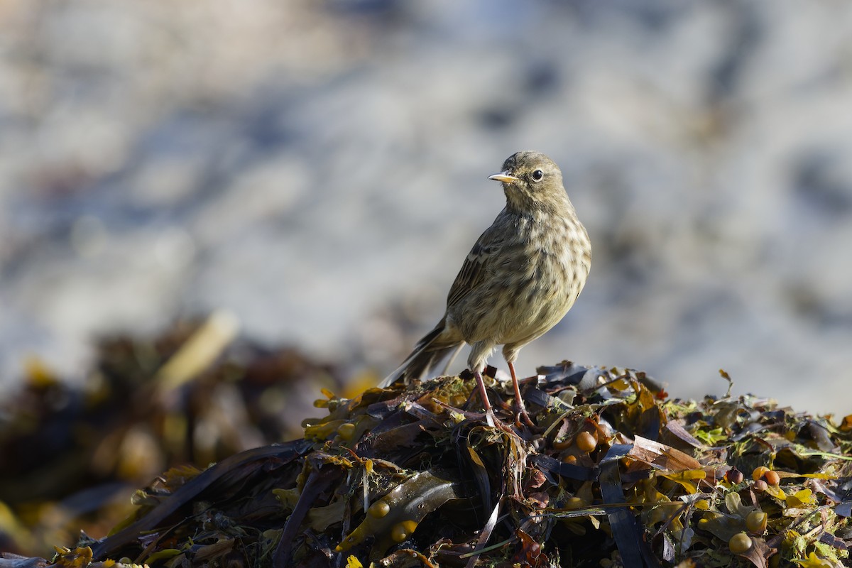 Pipit maritime - ML645408030