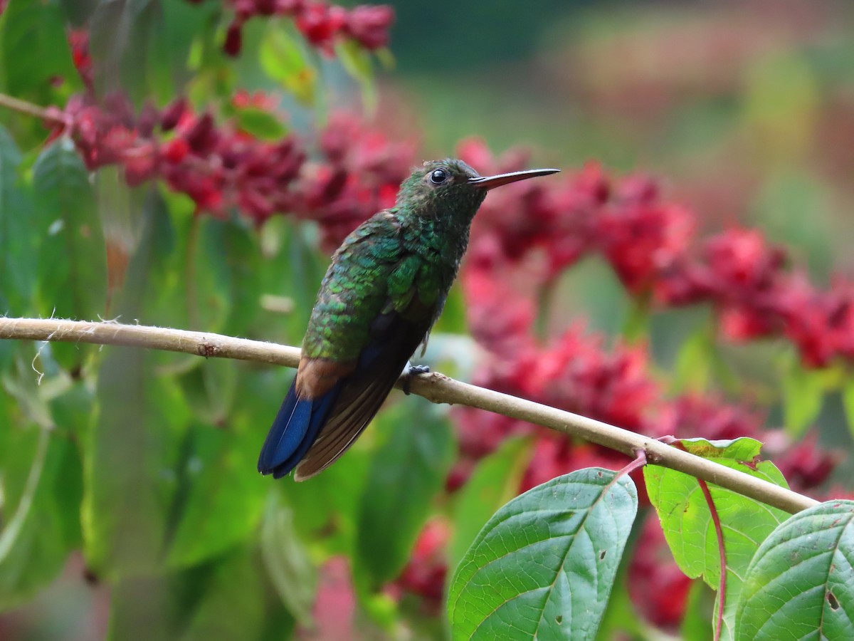 Ariane de Félicie - ML645408032