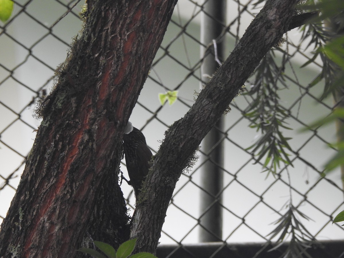 Grimpar moucheté - ML645408033