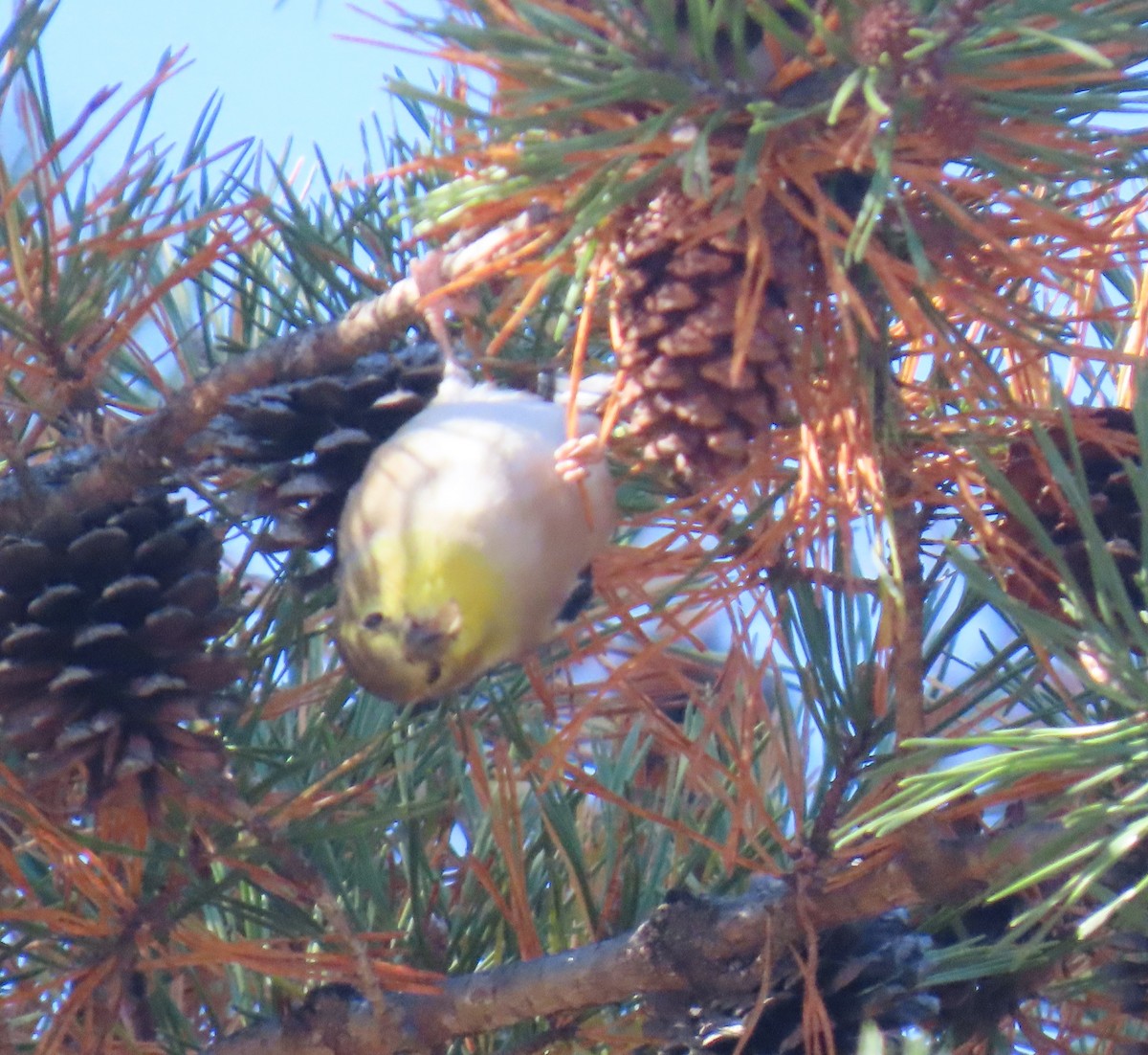 čížek žlutý - ML645408034