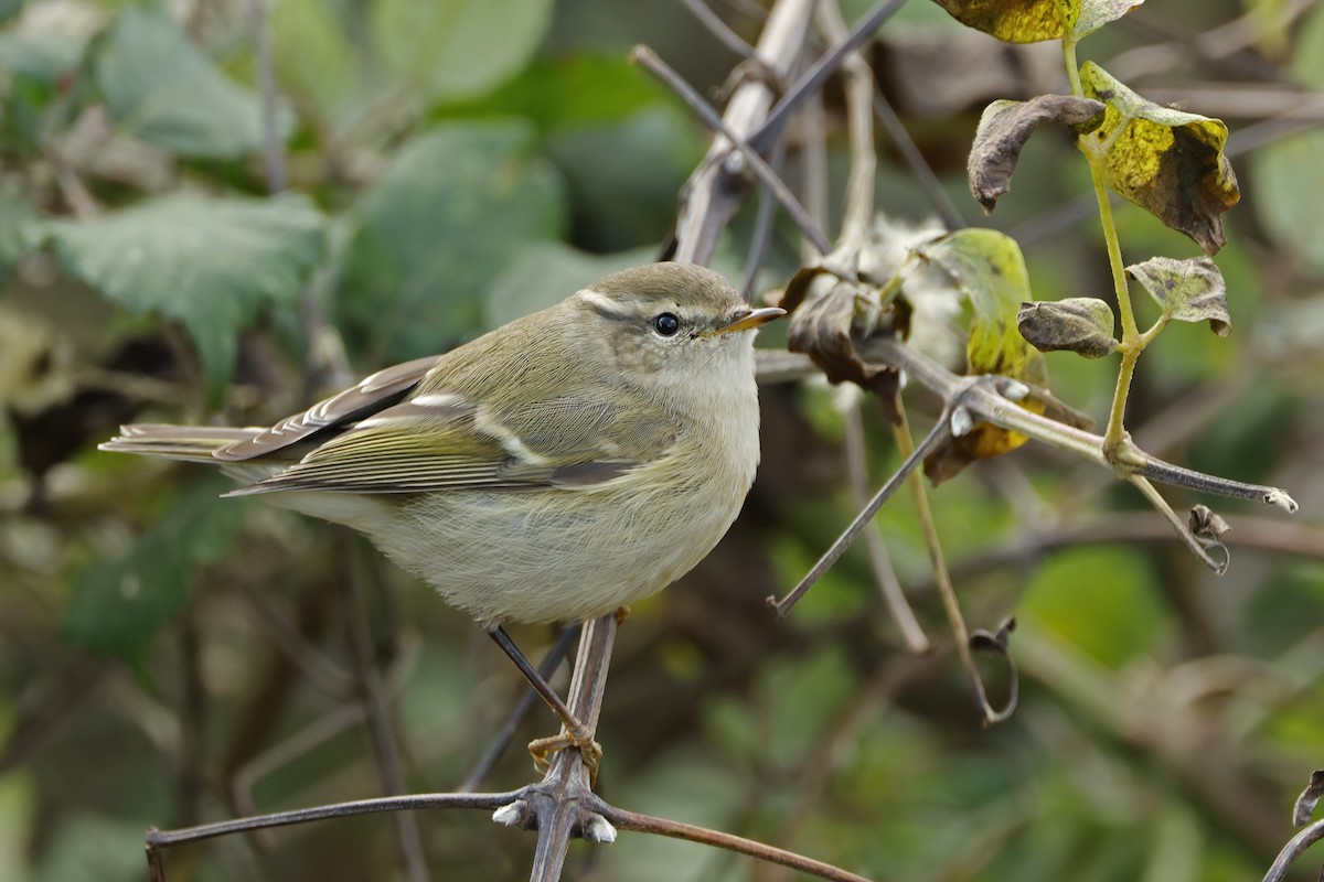 Hume's Warbler - ML645408036