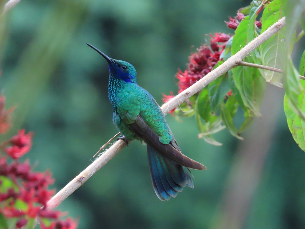 Colibri d'Anaïs - ML645408037