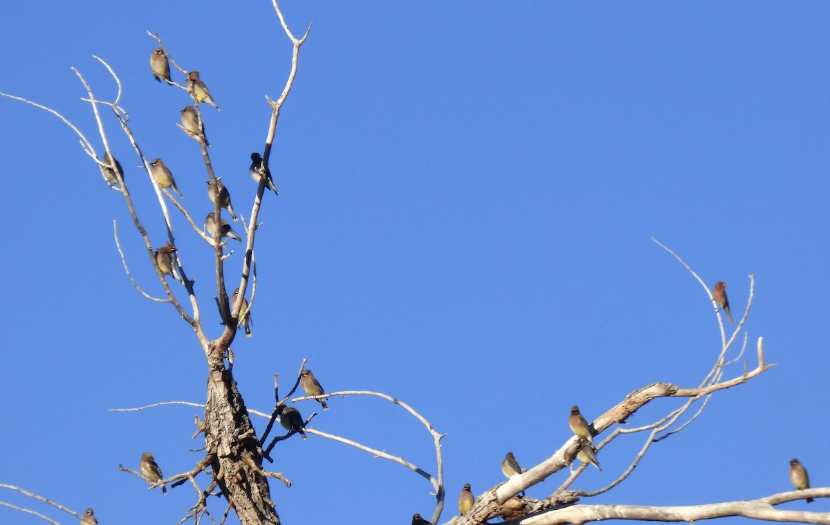 Jaseur d'Amérique - ML645408038