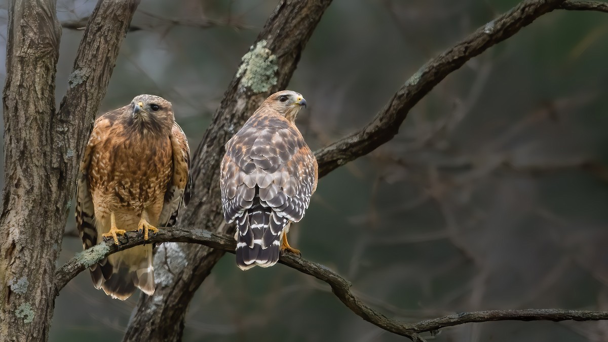 Red-shouldered Hawk - ML645408042