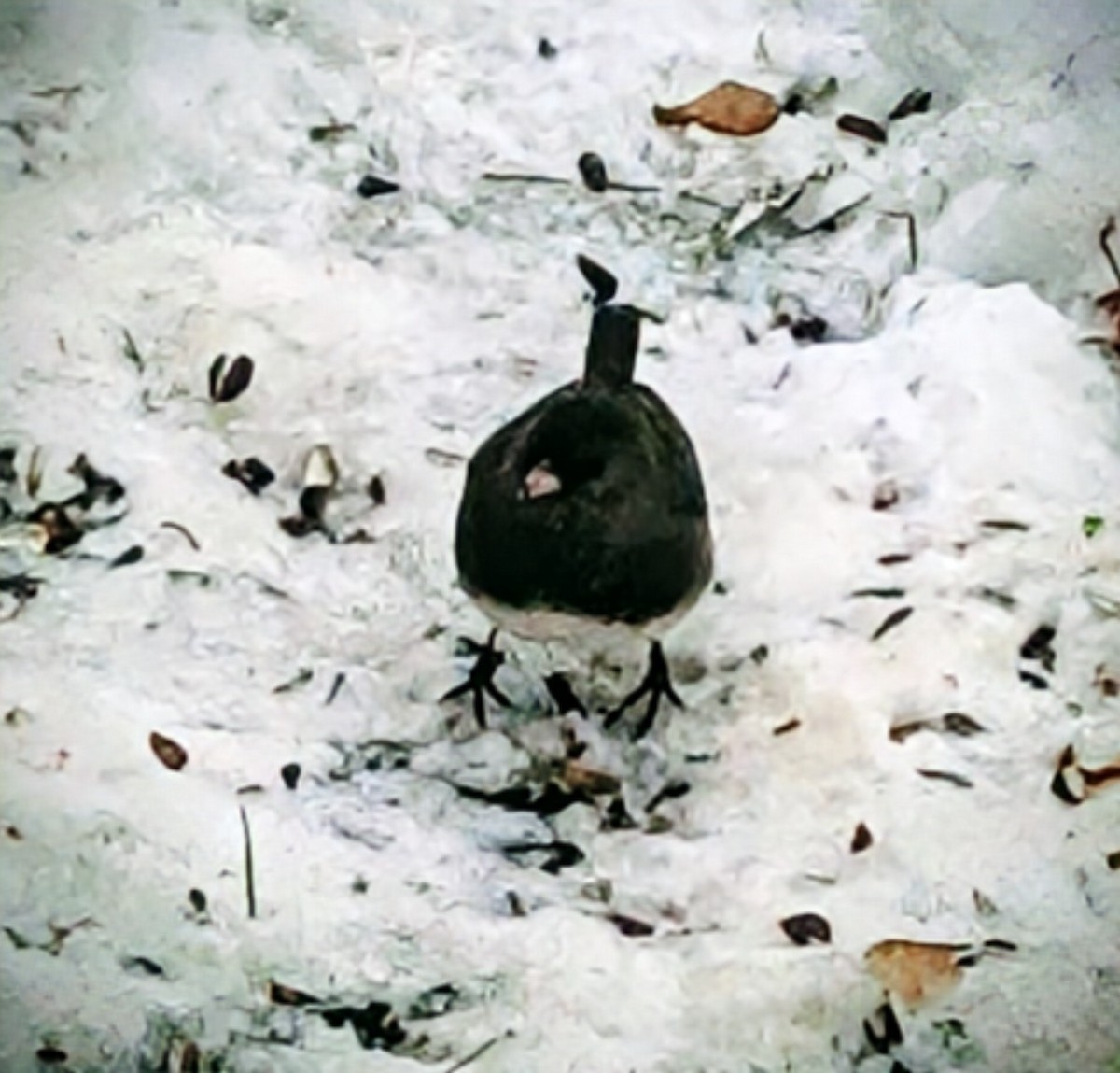 Dark-eyed Junco - ML645408045