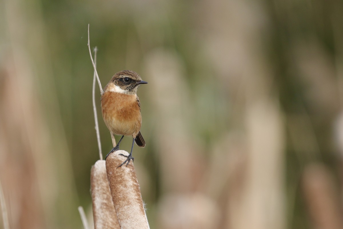 European Stonechat - ML645408049