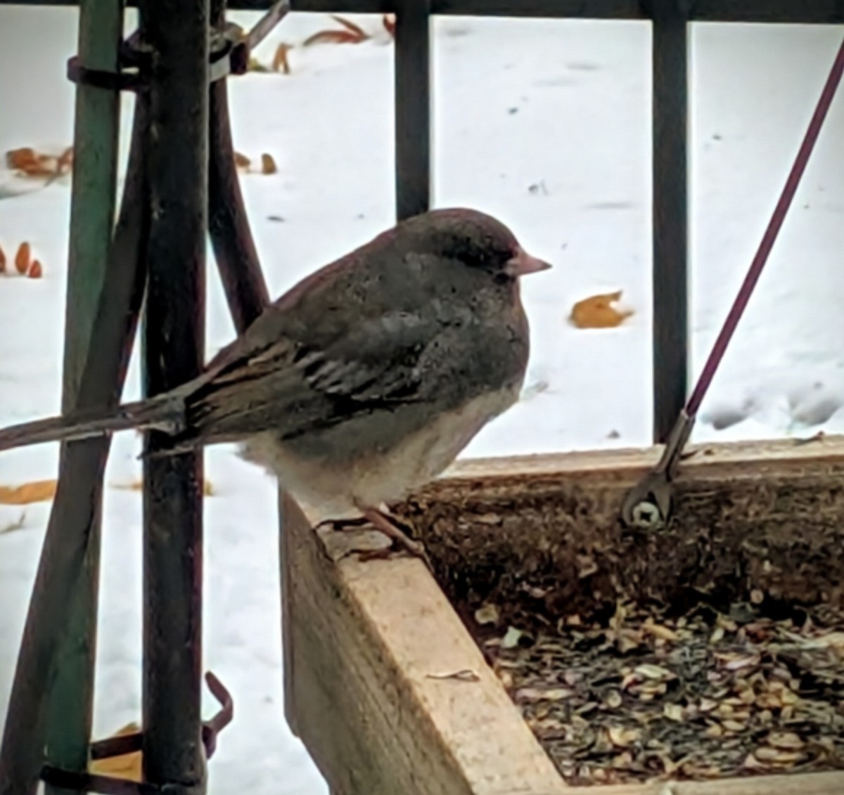 Dark-eyed Junco - ML645408063