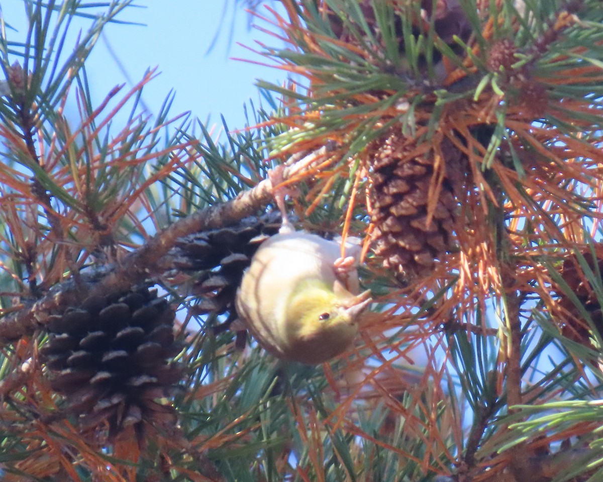 čížek žlutý - ML645408064