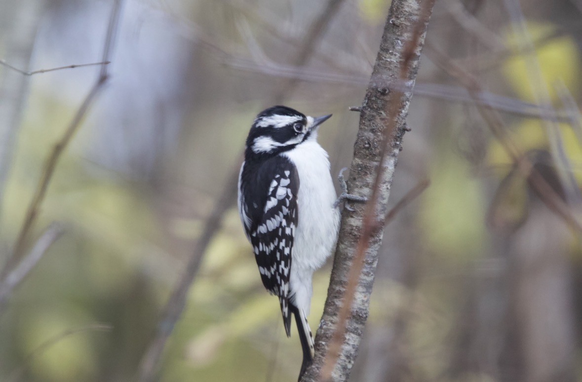 Downy Woodpecker - ML645408070