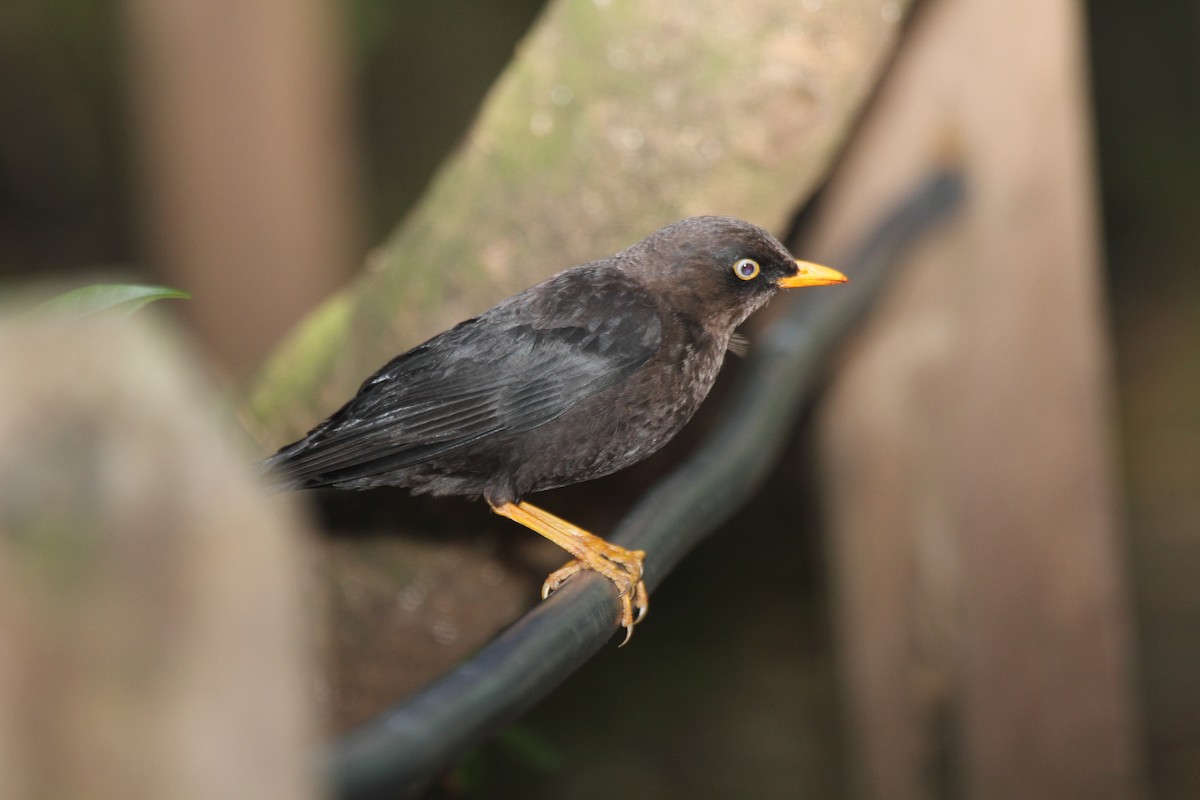 Sooty Thrush - ML645408074