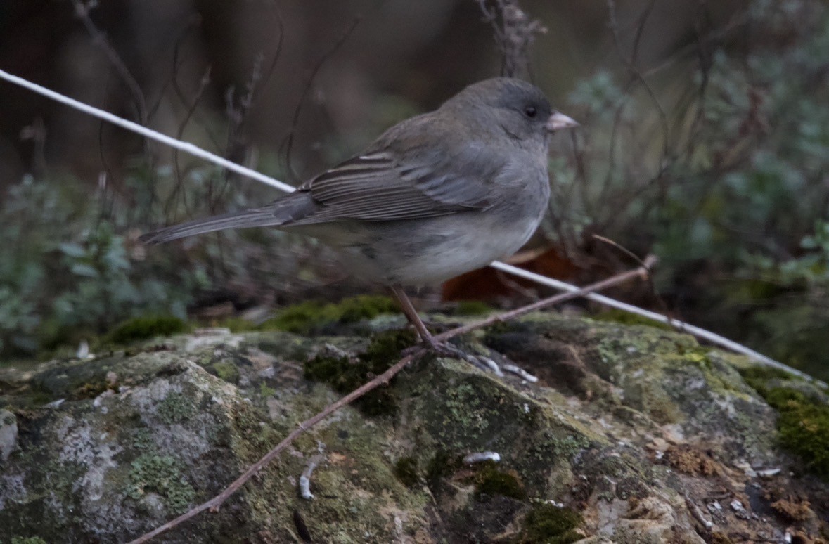 Dark-eyed Junco - ML645408077
