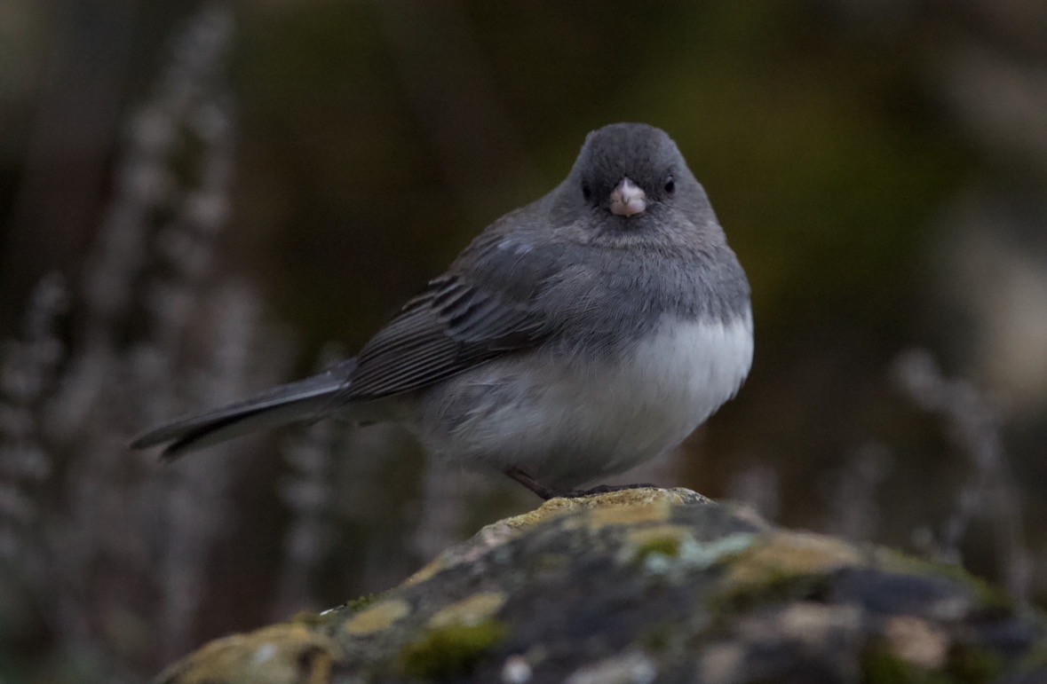Dark-eyed Junco - ML645408078