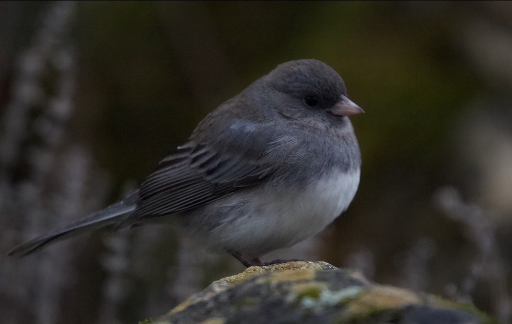 Dark-eyed Junco - ML645408079