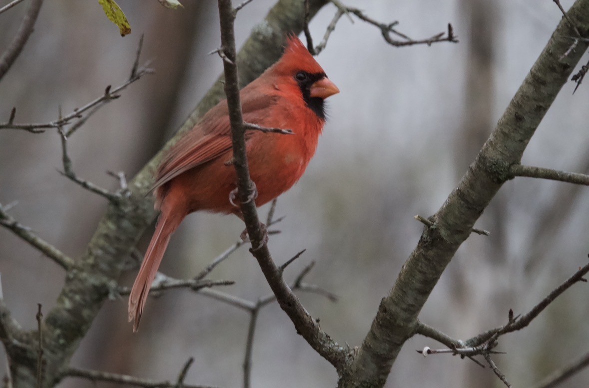 Northern Cardinal - ML645408105