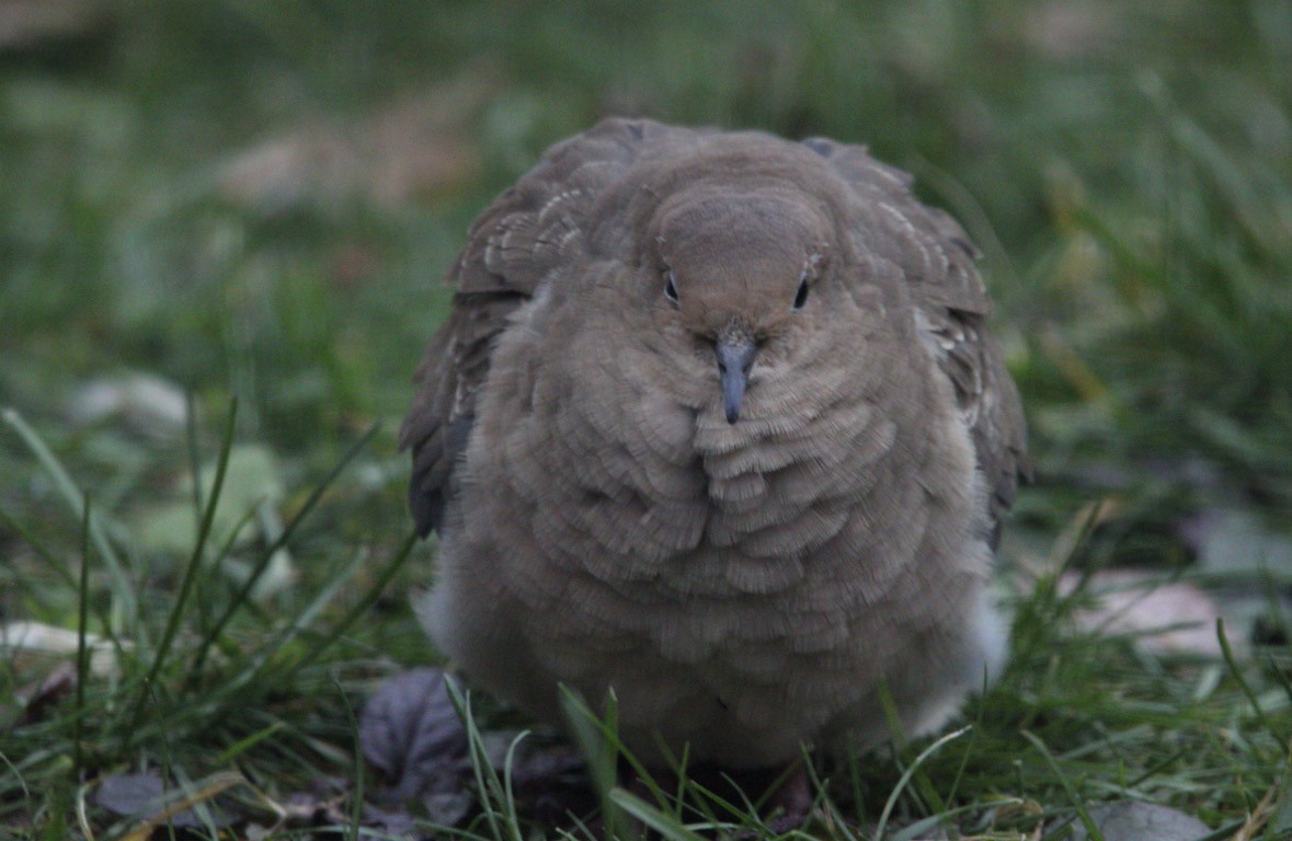 Mourning Dove - ML645408118