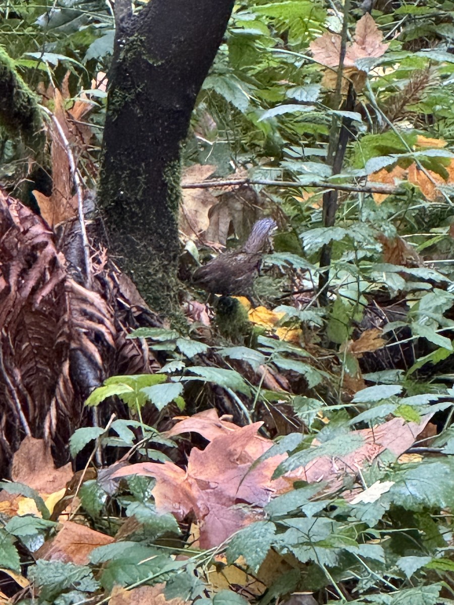 Song Sparrow - ML645408127