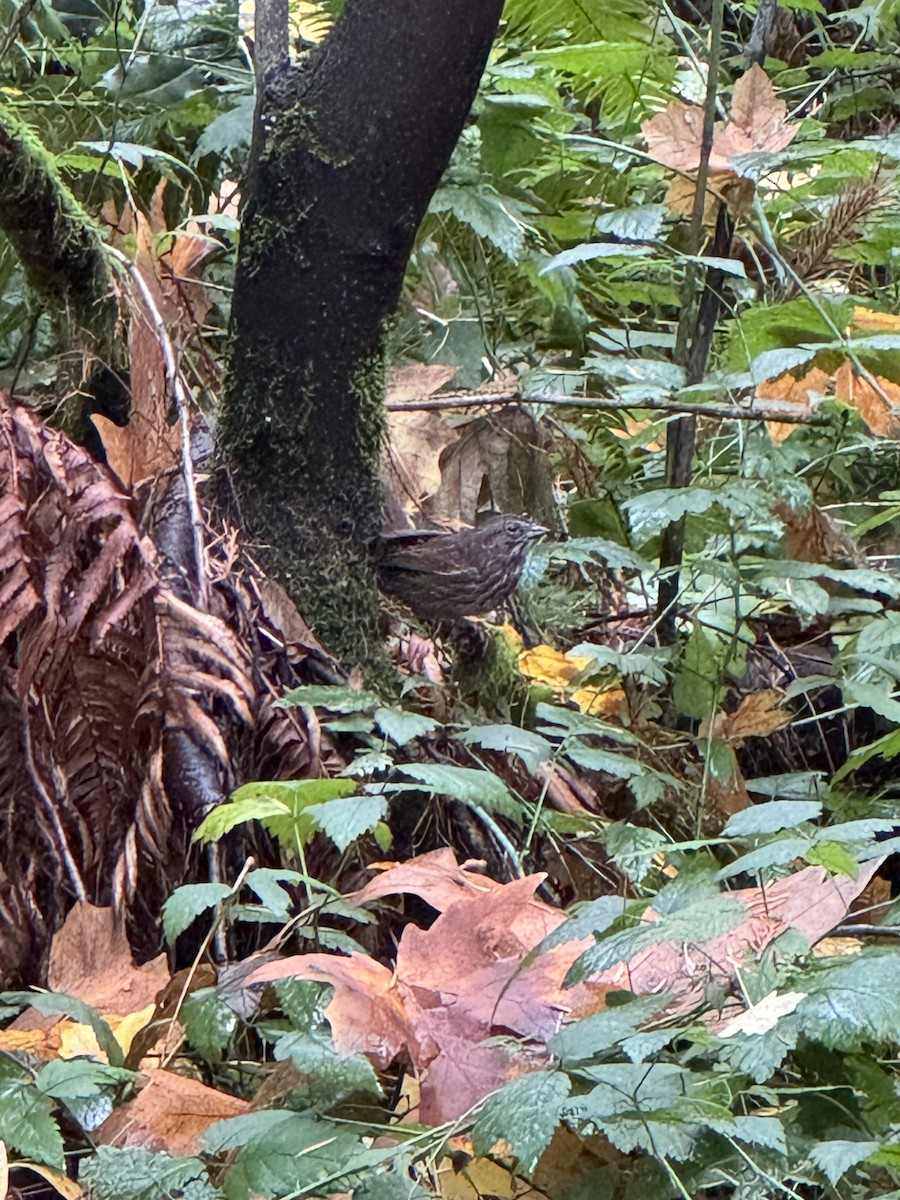 Song Sparrow - ML645408128