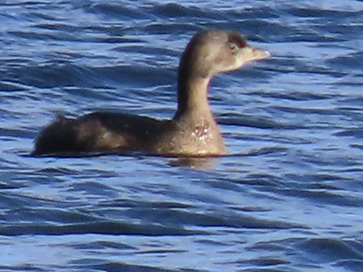 Pied-billed Grebe - ML645408131