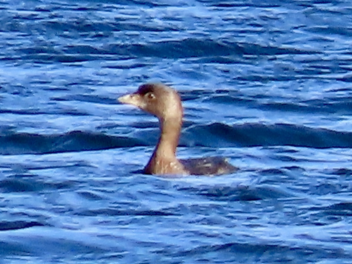 Pied-billed Grebe - ML645408132