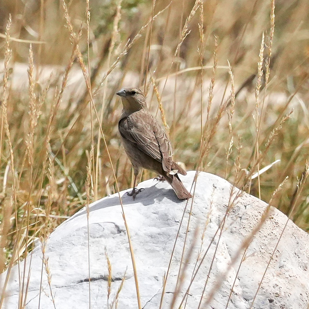 Greater Yellow-Finch - ML645408141