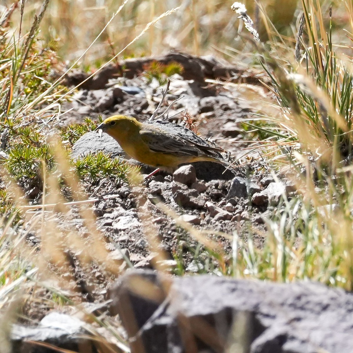Greater Yellow-Finch - ML645408142