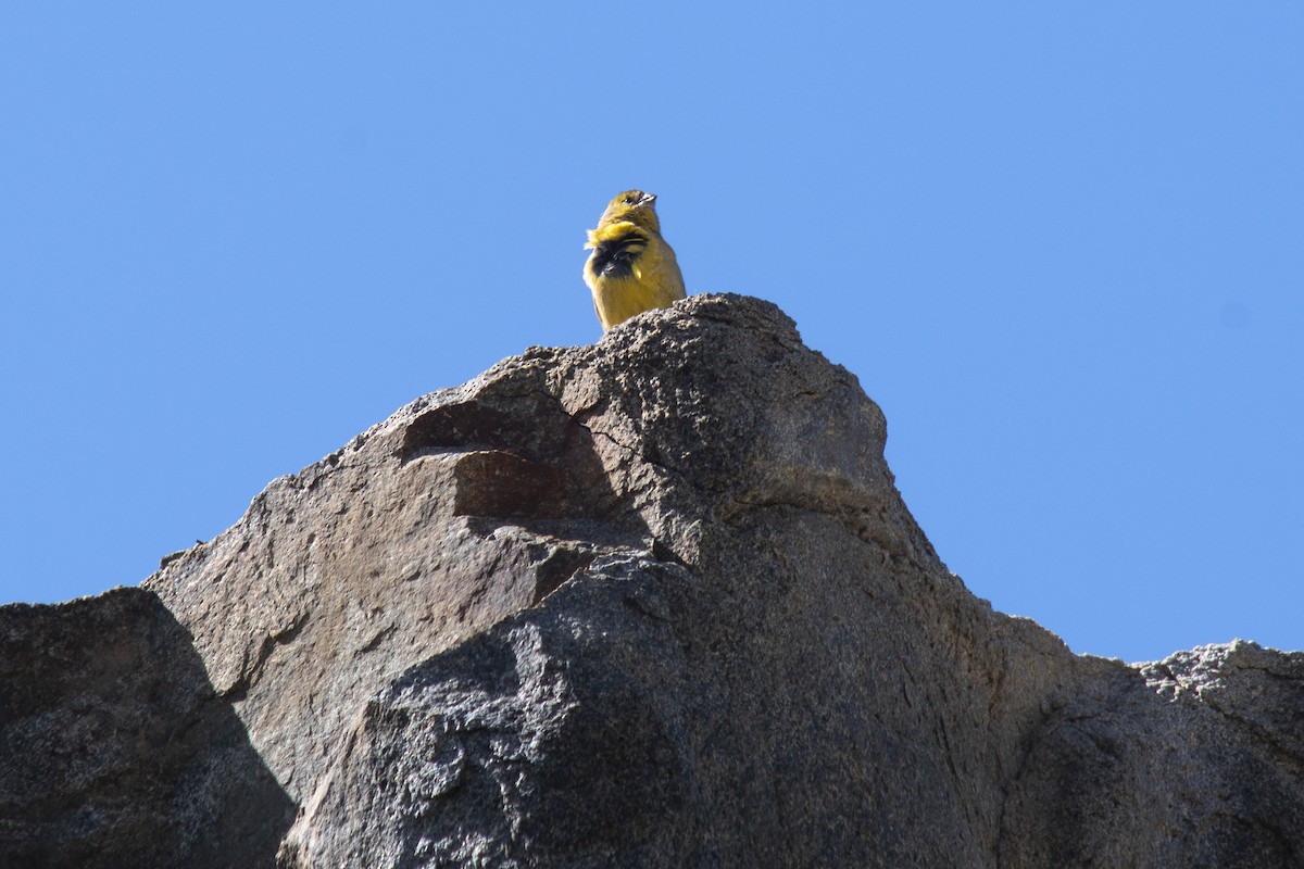 Посвірж оливковий - ML645408149