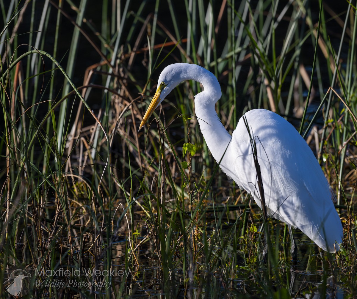 Garceta Grande (americana) - ML645408169