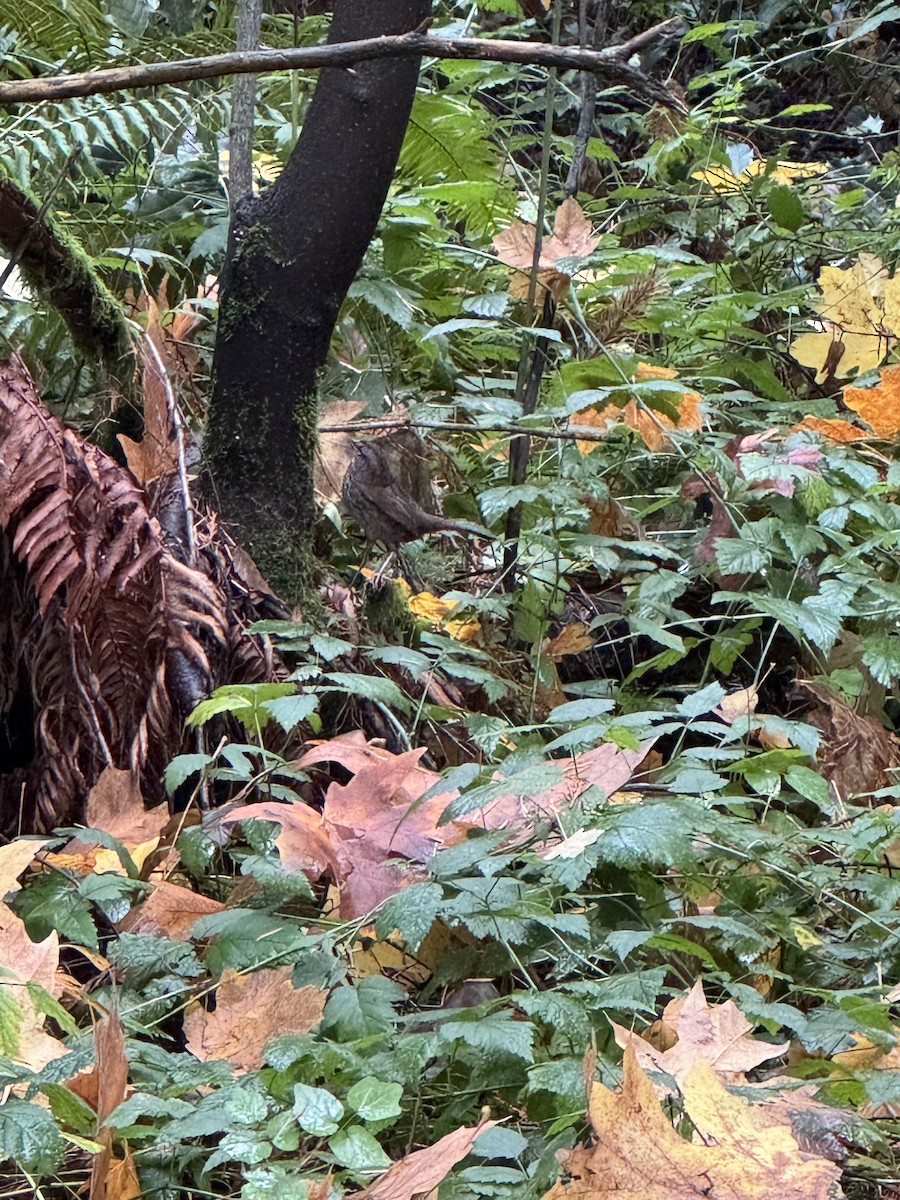 Song Sparrow - ML645408179