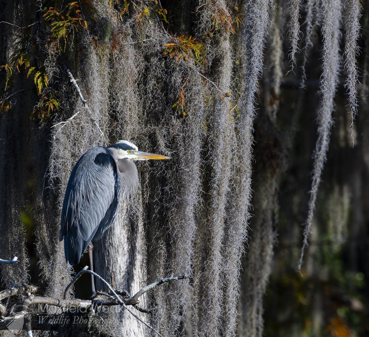 Garza Azulada (grupo herodias) - ML645408180