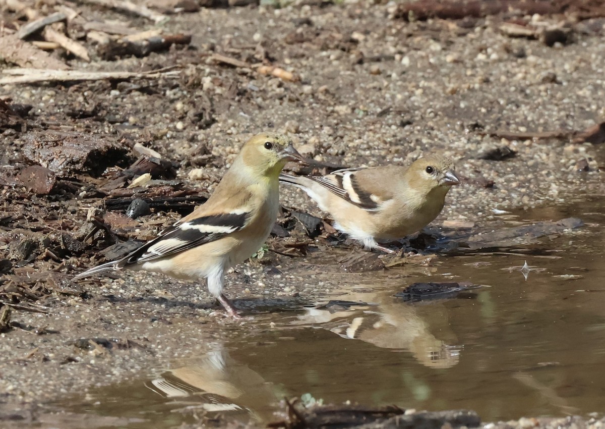 čížek žlutý - ML645408185