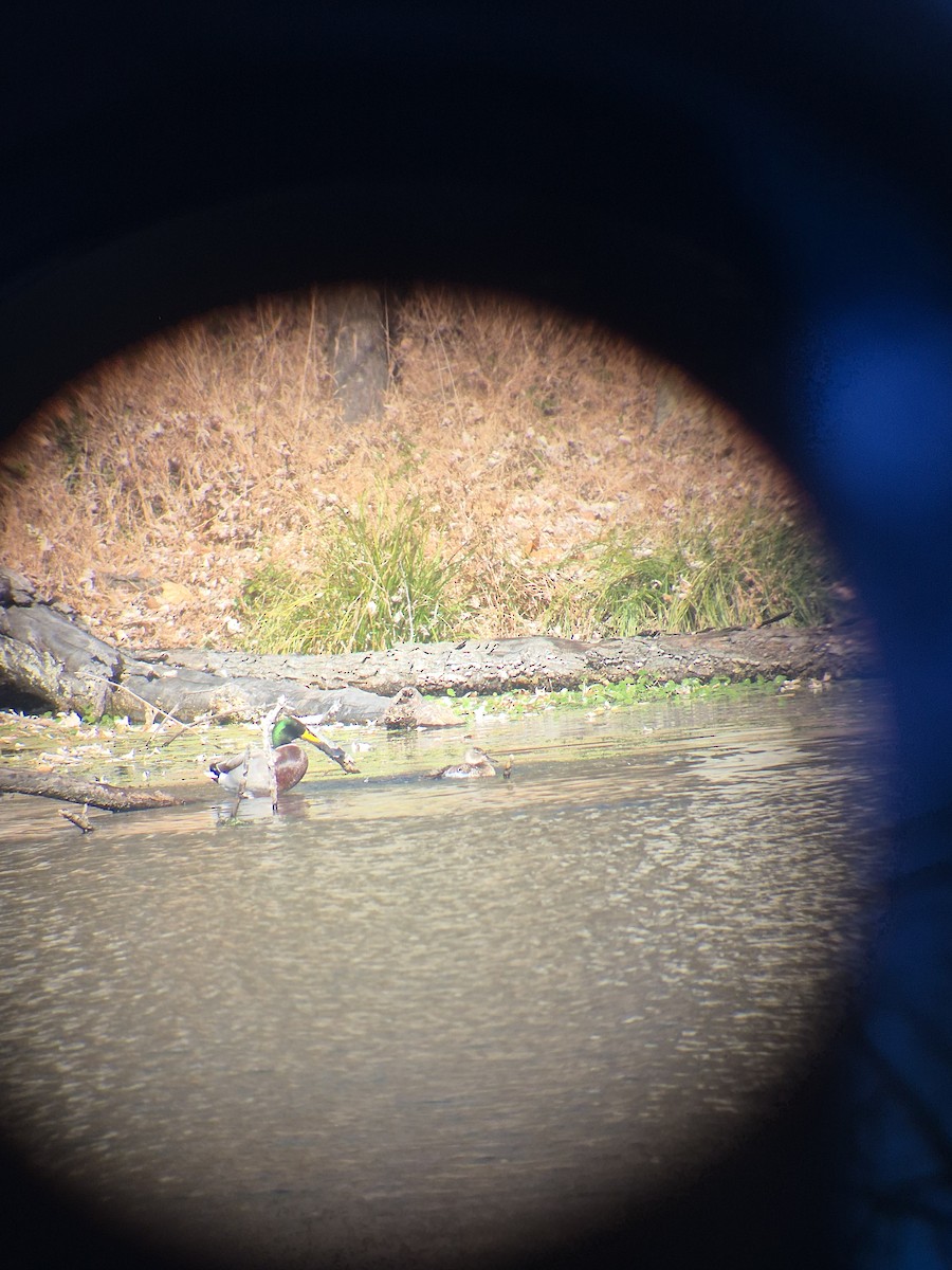 Blue-winged Teal - ML645408193