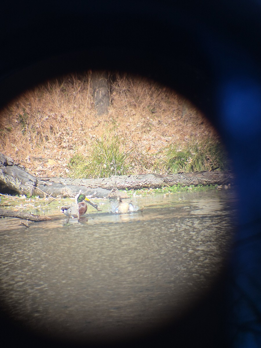 Blue-winged Teal - ML645408194
