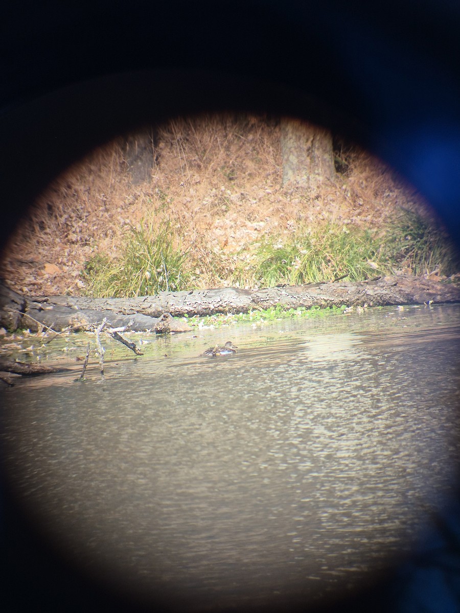 Blue-winged Teal - ML645408195