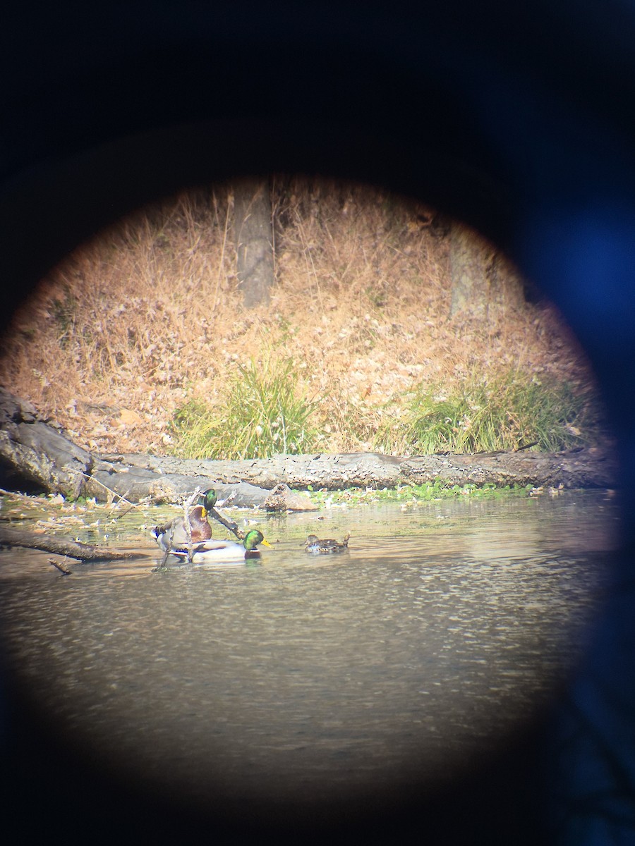 Blue-winged Teal - ML645408196