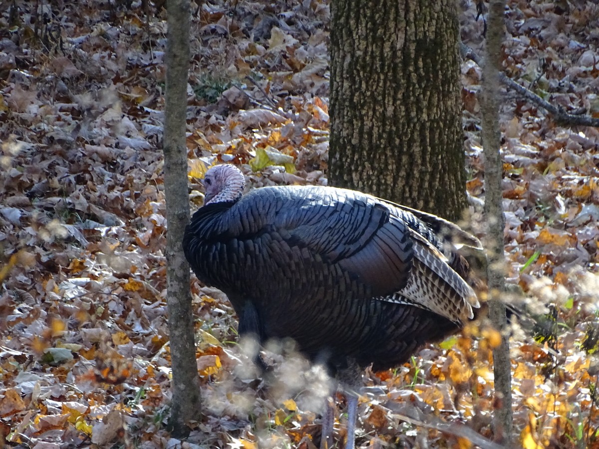 Wild Turkey - ML645408207