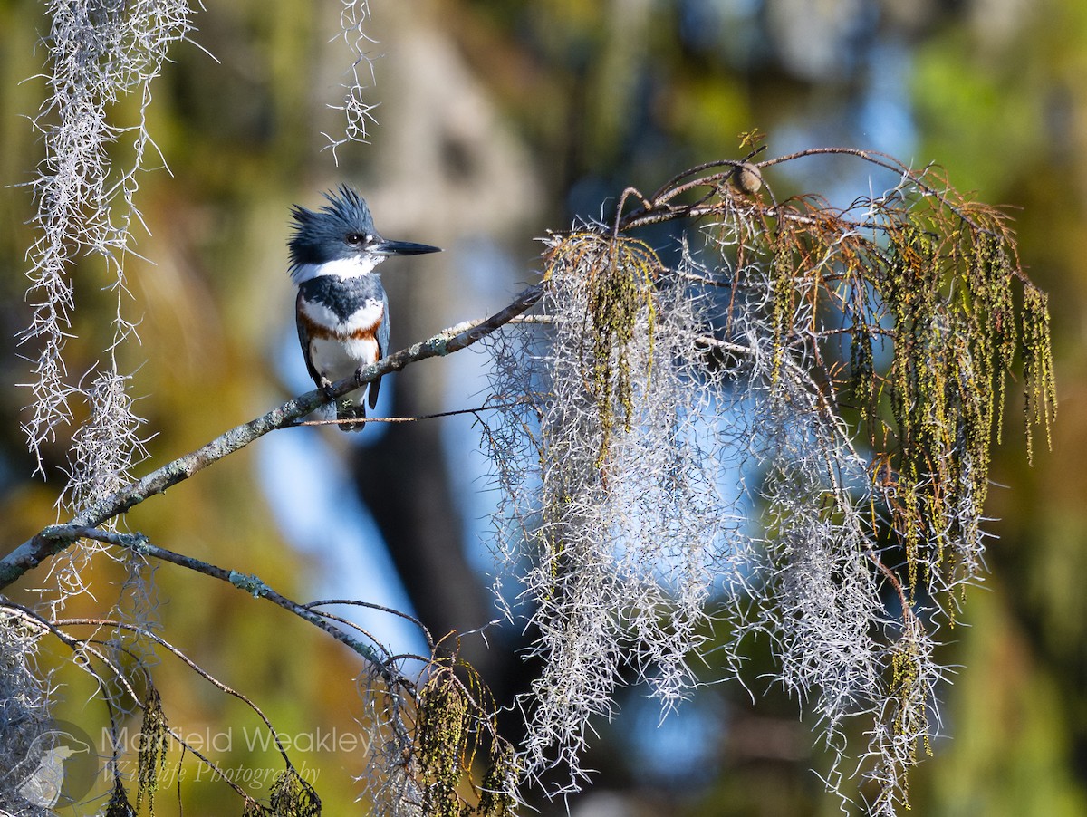 Martin handi iparramerikarra - ML645408210