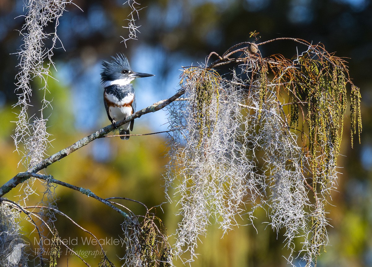 Martin handi iparramerikarra - ML645408212