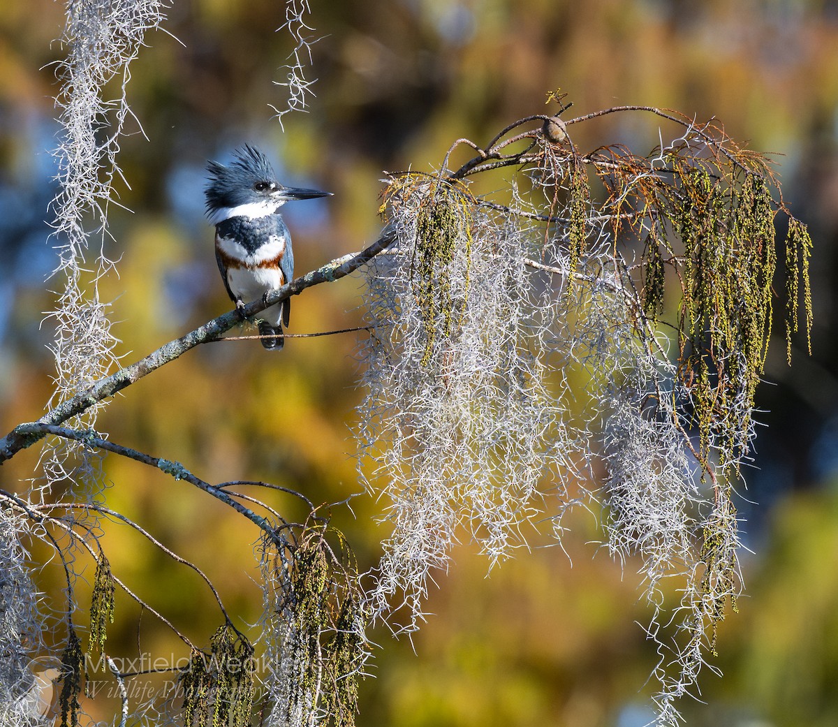 Martin handi iparramerikarra - ML645408213