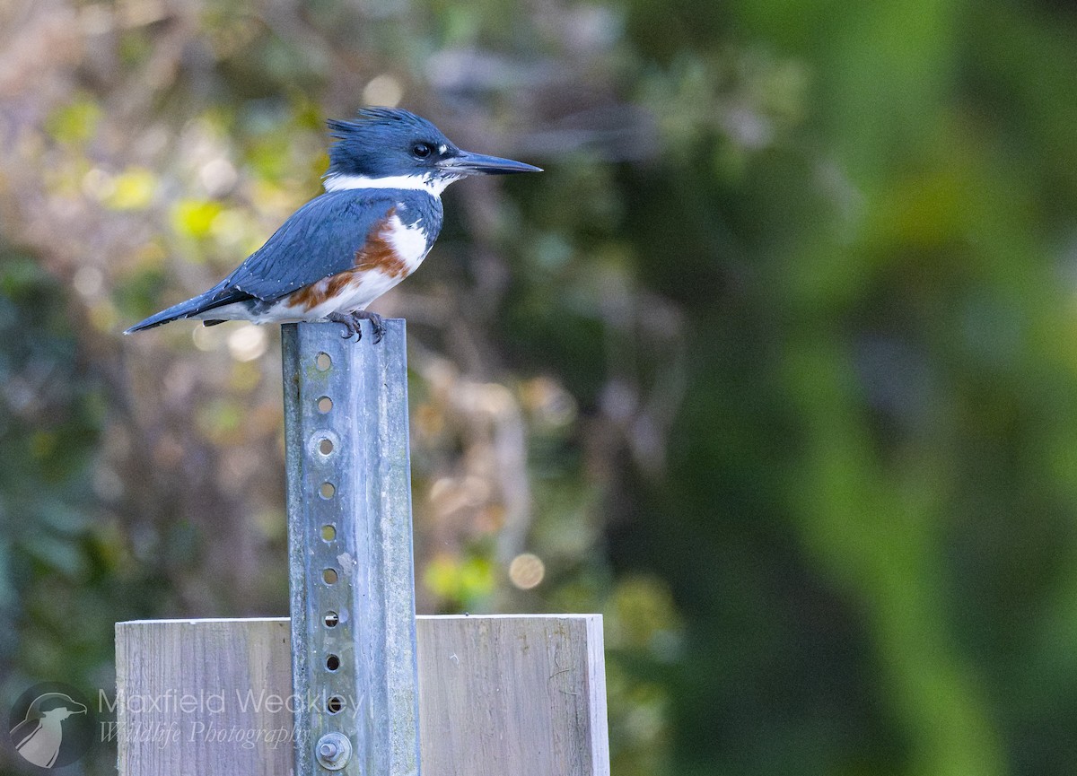 Martin handi iparramerikarra - ML645408222