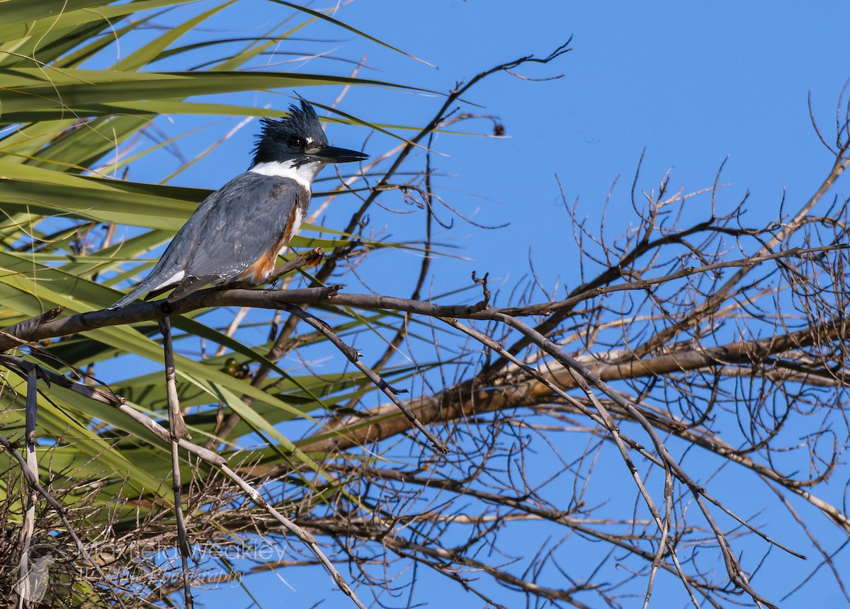 Martin handi iparramerikarra - ML645408237