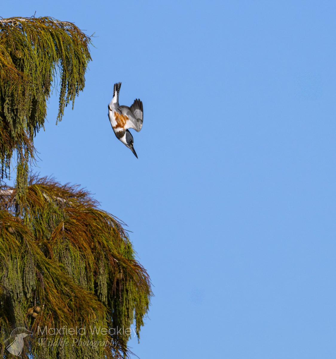 Martin handi iparramerikarra - ML645408238