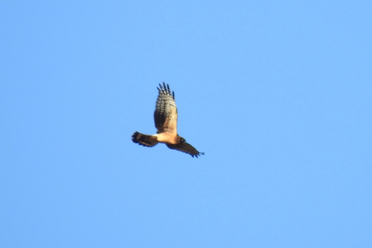 Northern Harrier - ML645408247
