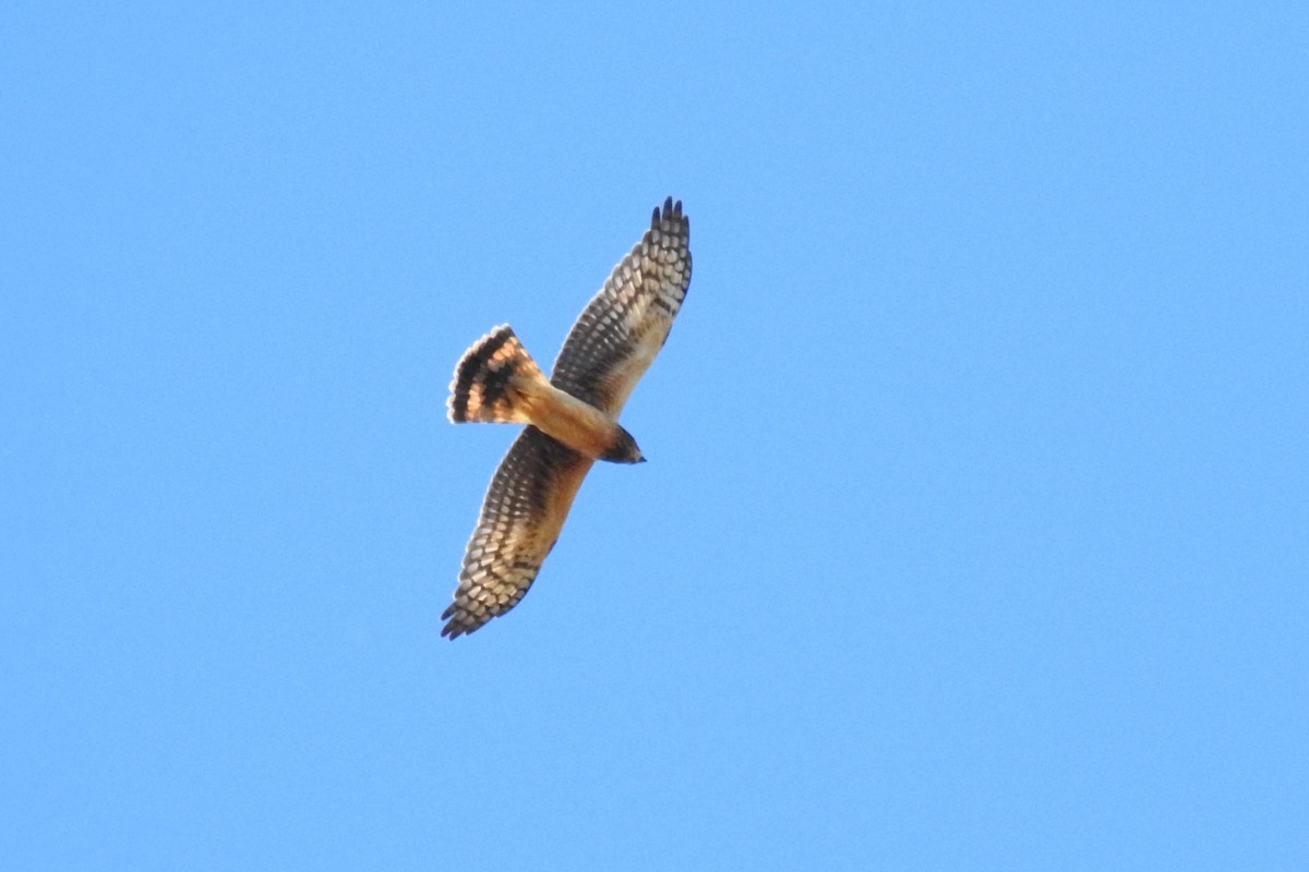 Northern Harrier - ML645408248