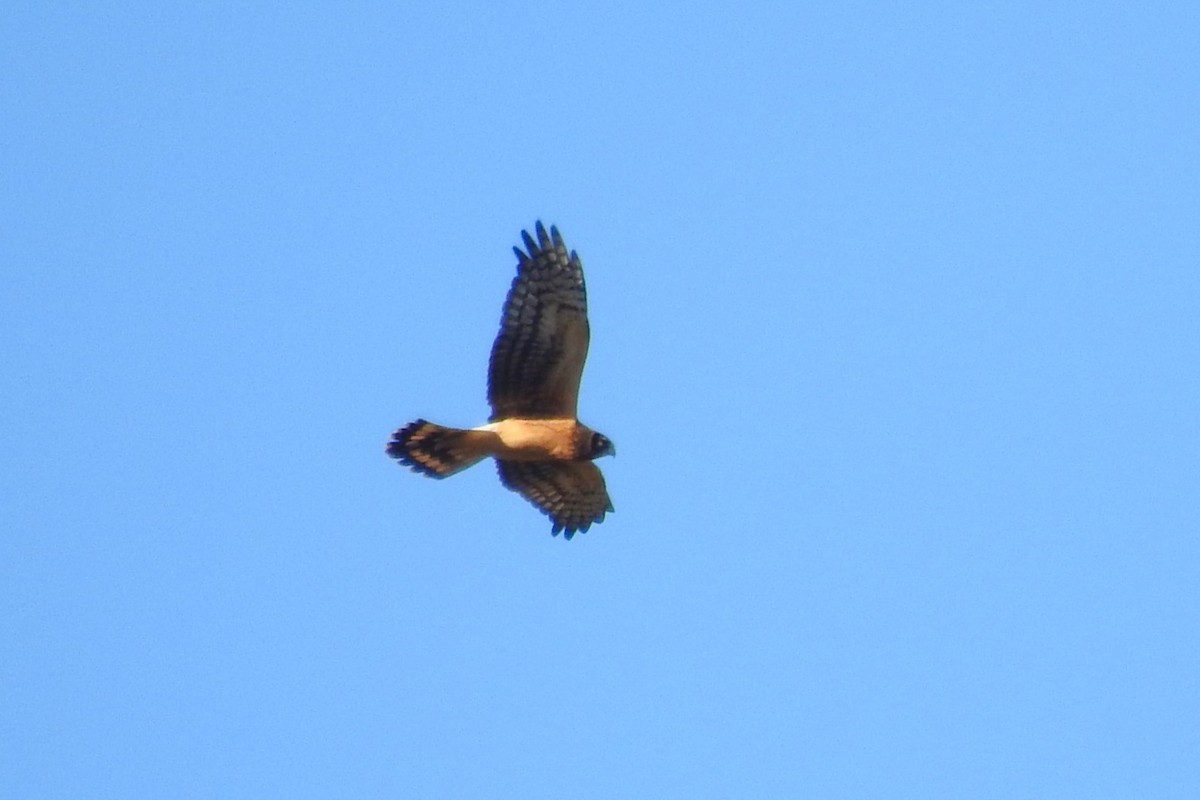 Northern Harrier - ML645408249