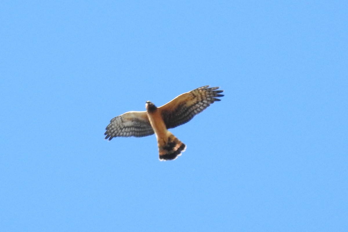 Northern Harrier - ML645408250