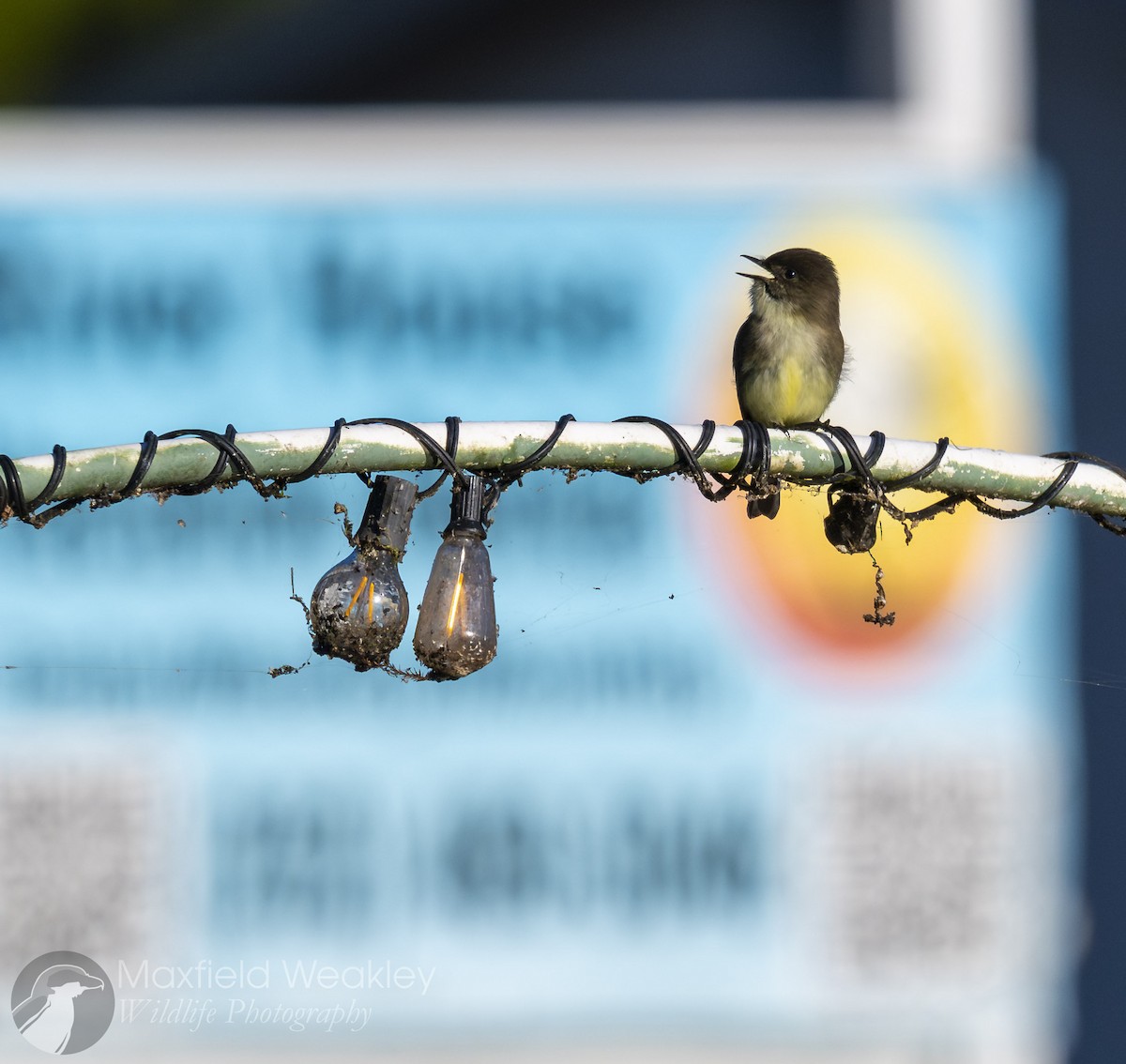 Mosquero Fibí - ML645408252