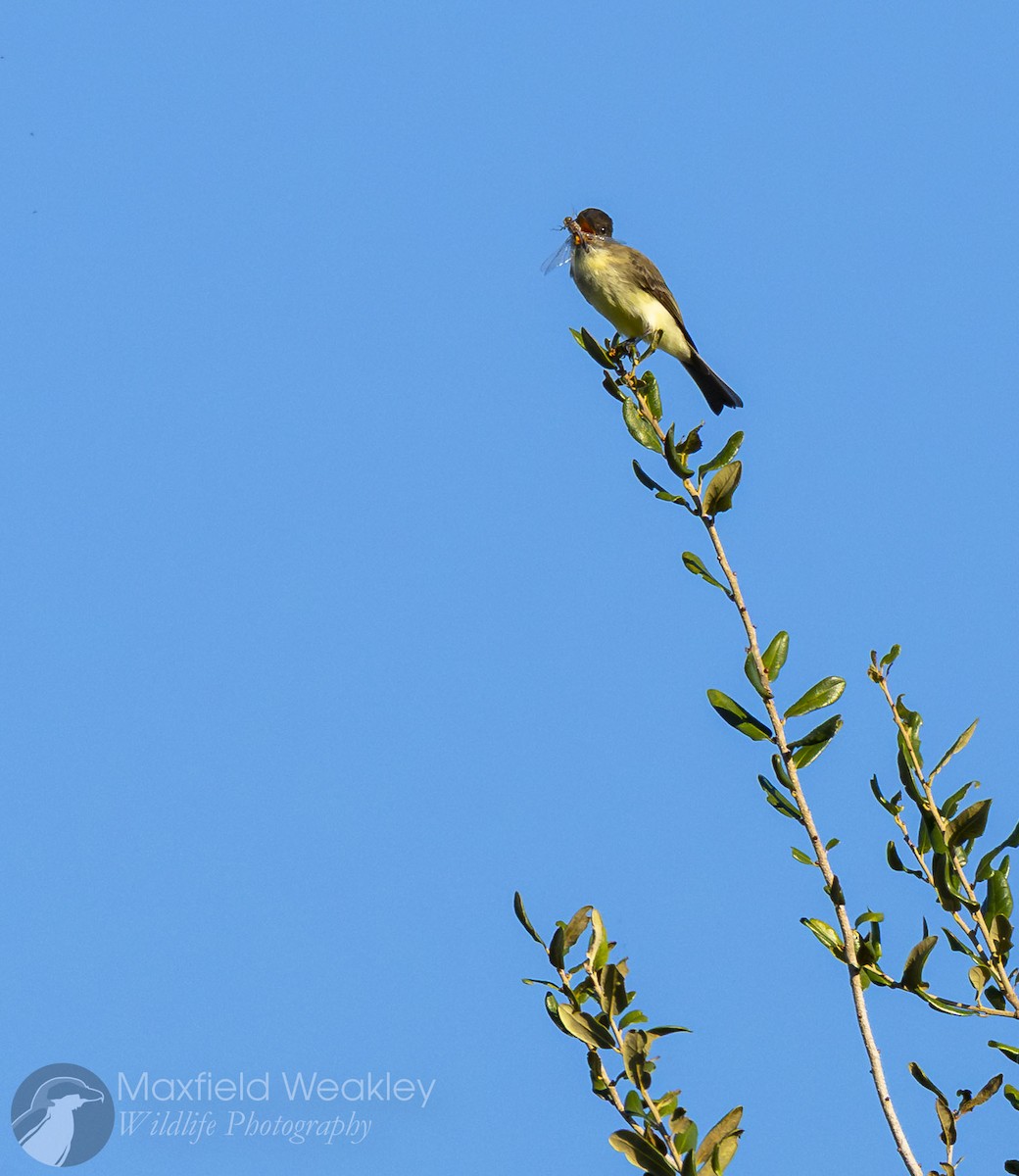 Mosquero Fibí - ML645408253